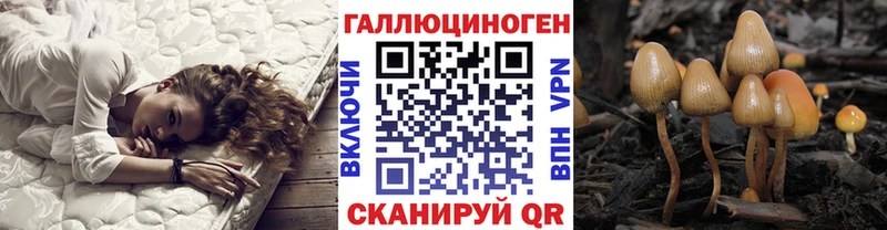 наркошоп  Северская  Псилоцибиновые грибы Psilocybine cubensis 